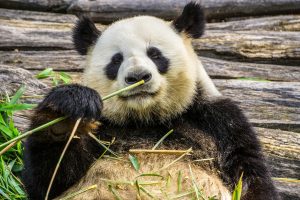 panda eating bamboo