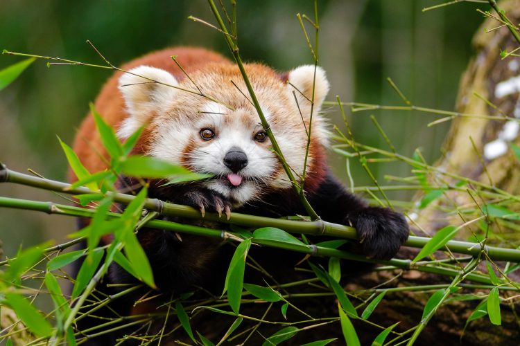 portrait of a red panda