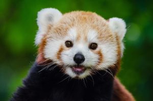 portrait of a red panda