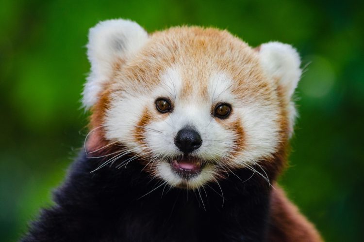 portrait of a red panda